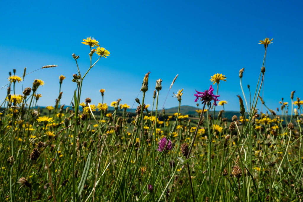 Meadow in north Wales
