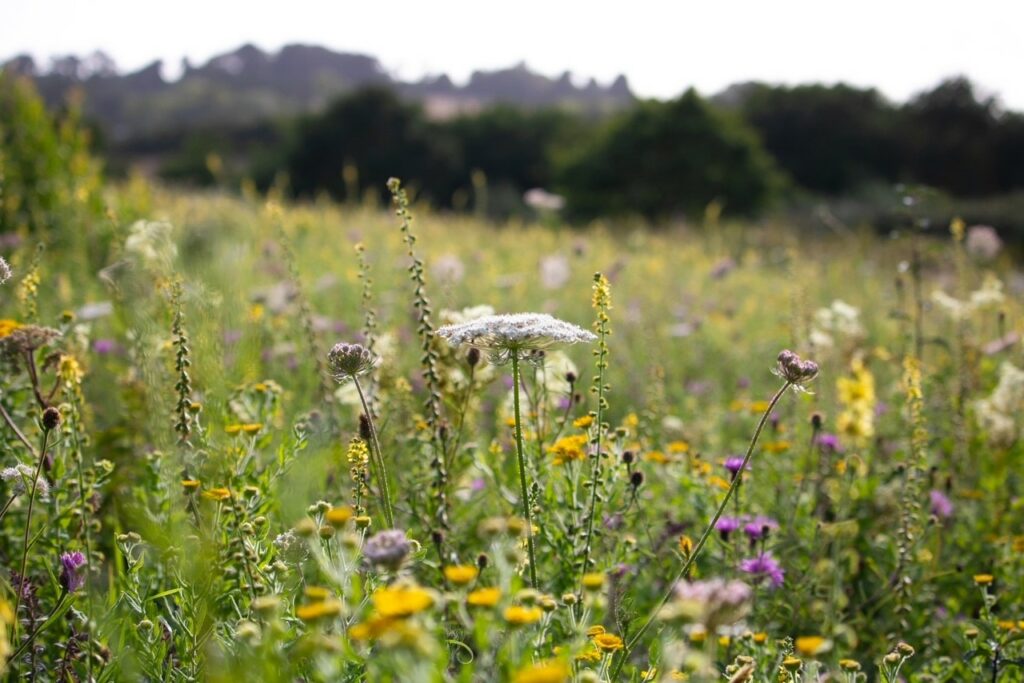 Wildflower meadow landscape with a variety of species near Cardiff, Wales