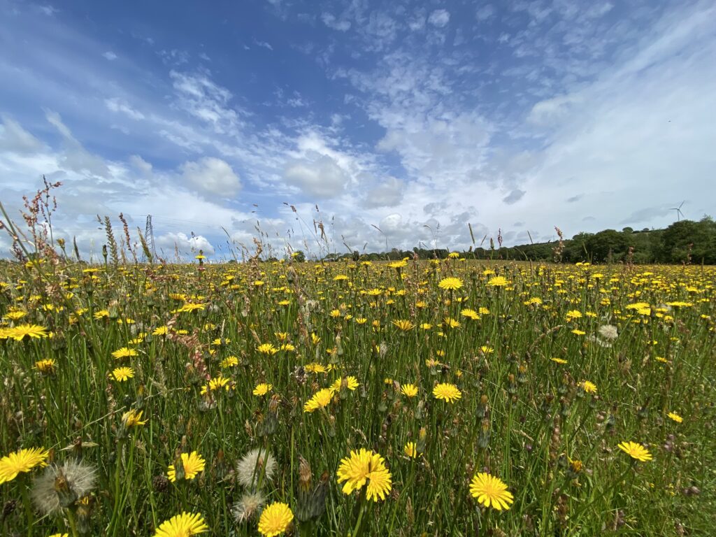 Meadow on Dartmoor