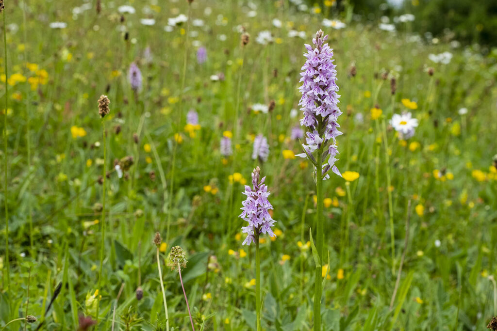 Close up of a pale purple Orchid in amongst a bright green wildflower meadow