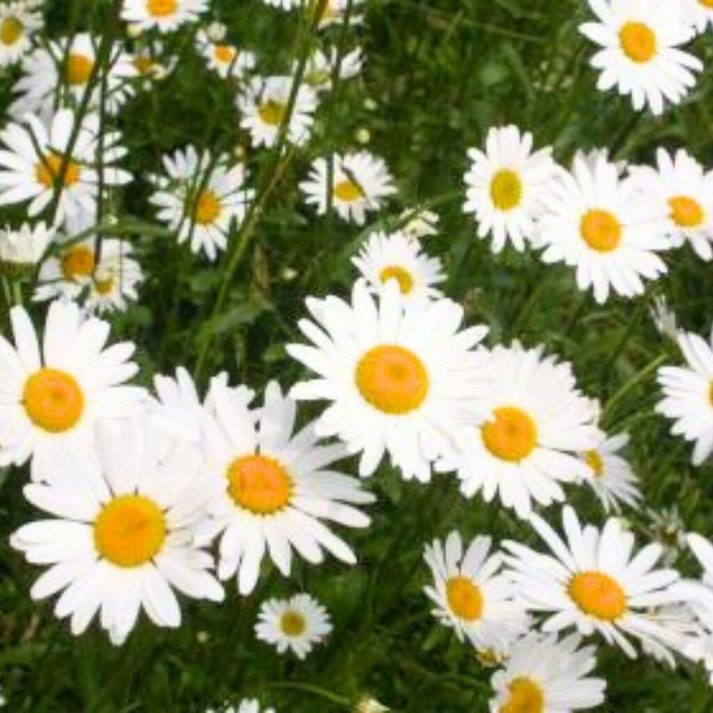 Group of large daisies