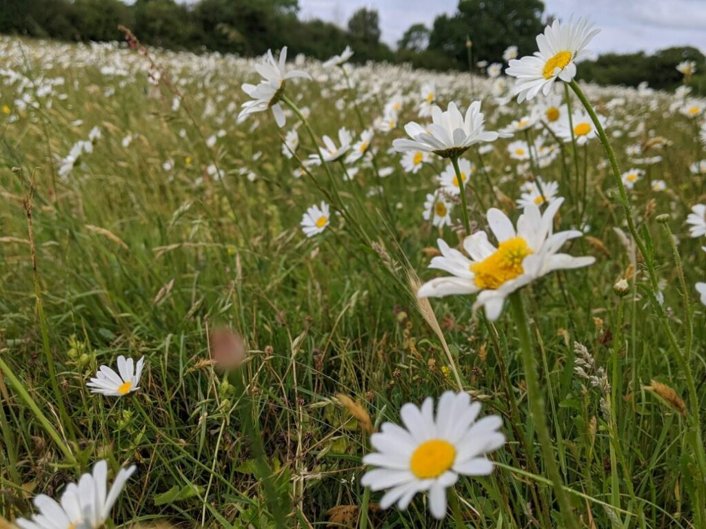 all white daisies in grassland