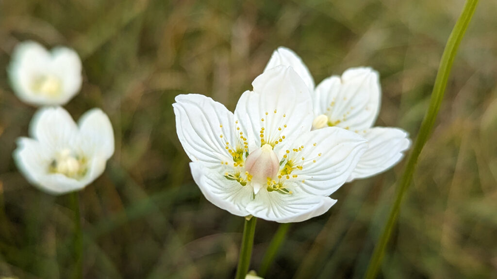 Close up image of a white five petaled flower with yellow stamens in the centre. There are other flowers in the out of focus background
