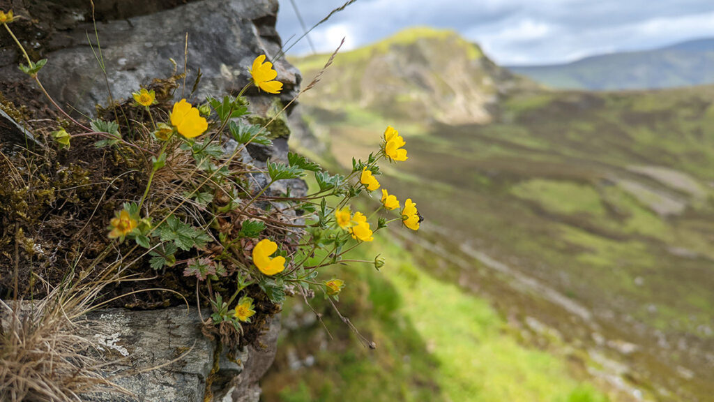 Yellow flowers growing out of a rock in the foreground and a green mountain range is out of focus in the background