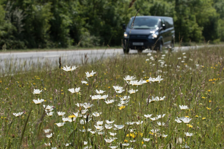 Managing Grassland & Green Space Plantlife