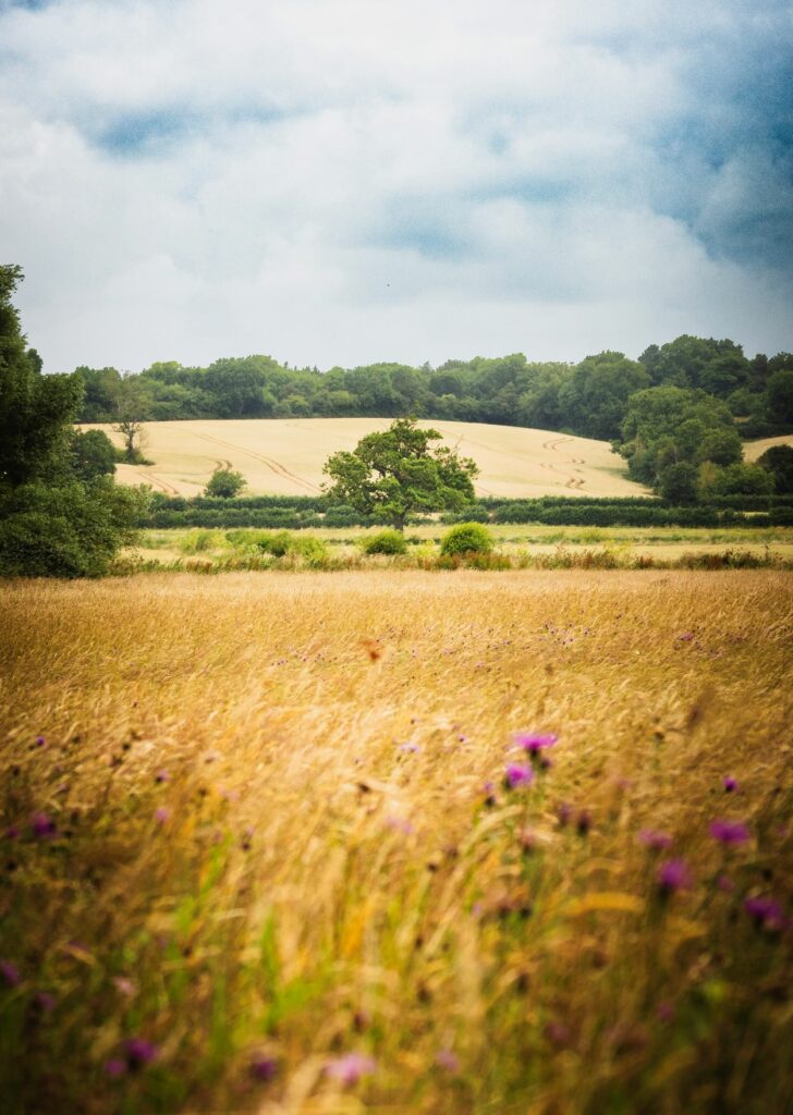 Skylark Meadows