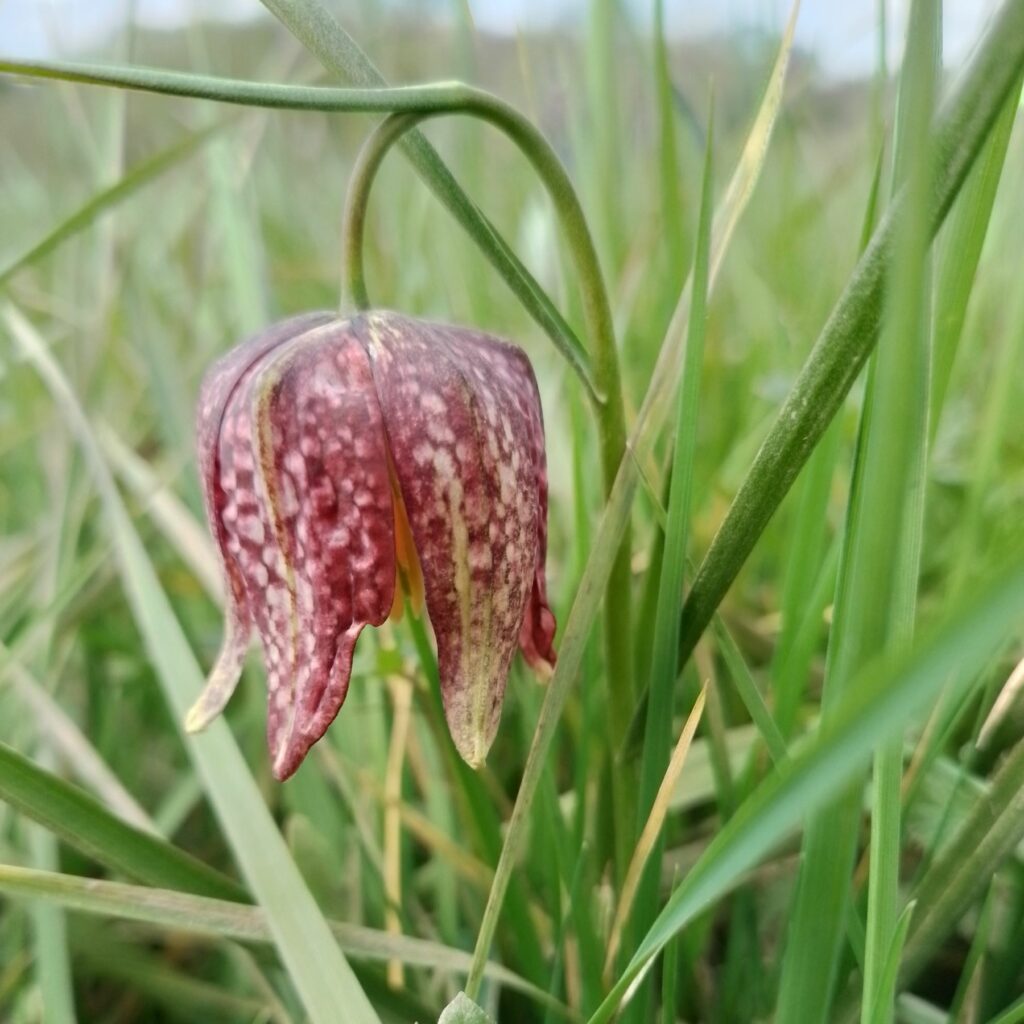 A delicate checkered purple Snakes Head Fritillary flowerhead drooping over grass