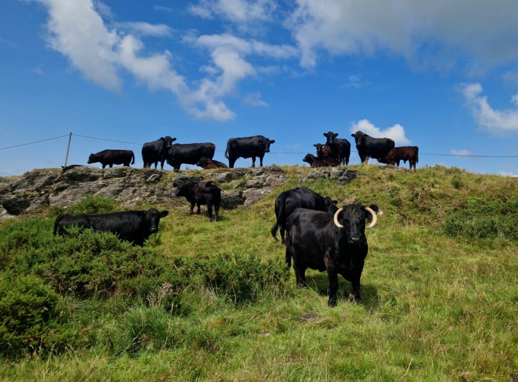 Cattle on grassland