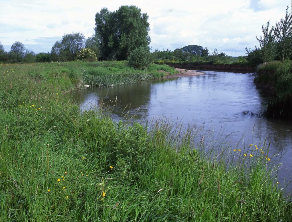 A wide river passing through a green meadow