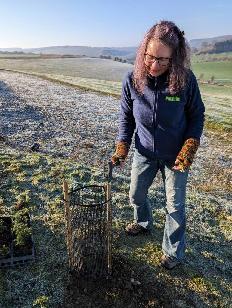 Carol lodge standing in a frosty field hammering a rabbit guard into the ground around a Juniper plant