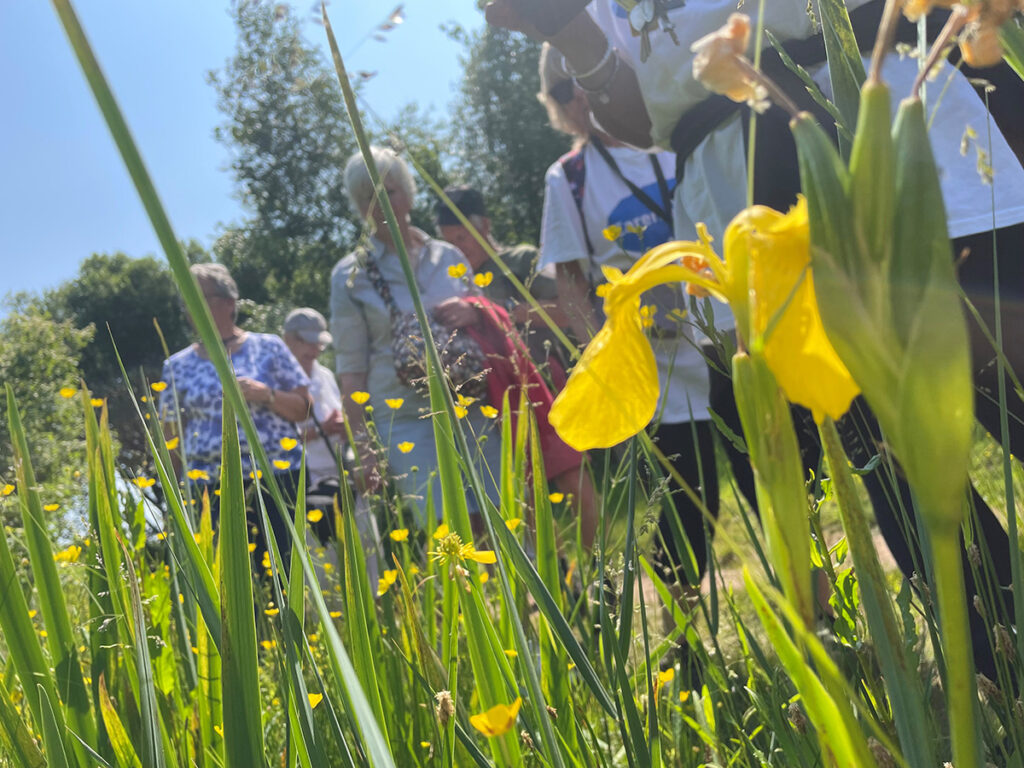Yellow flowers in the foreground with people on a guided walk in the background