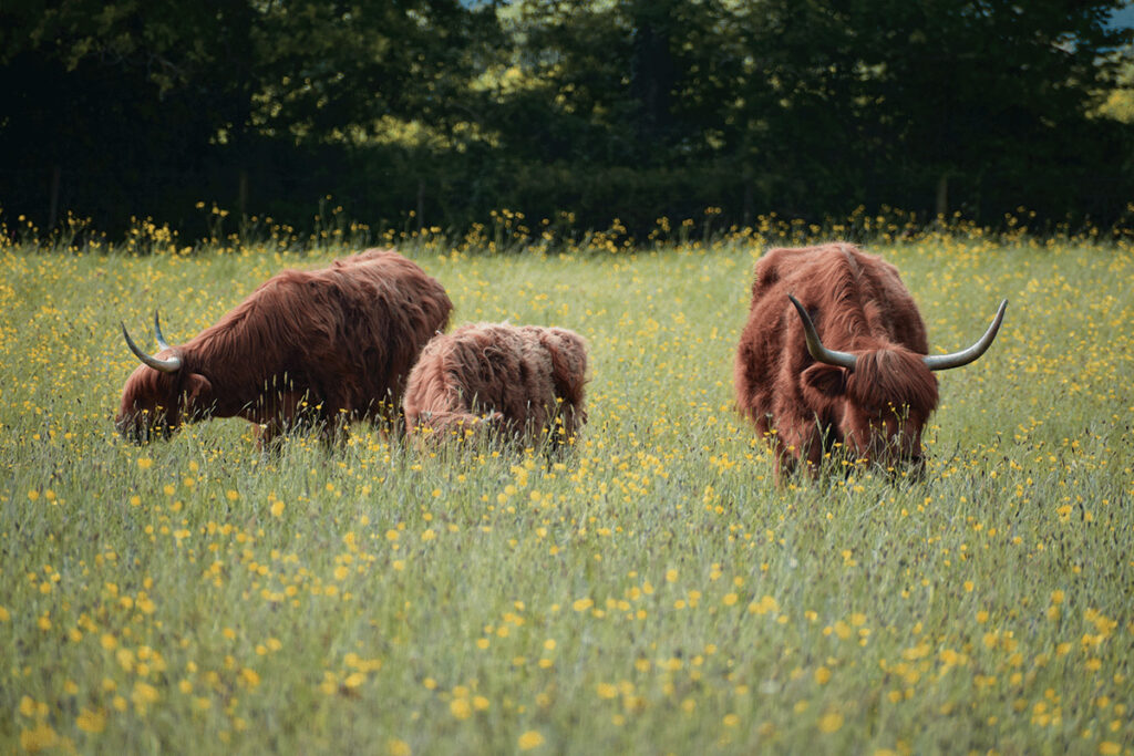 Three brown shaggy highland cows in a buttercup field