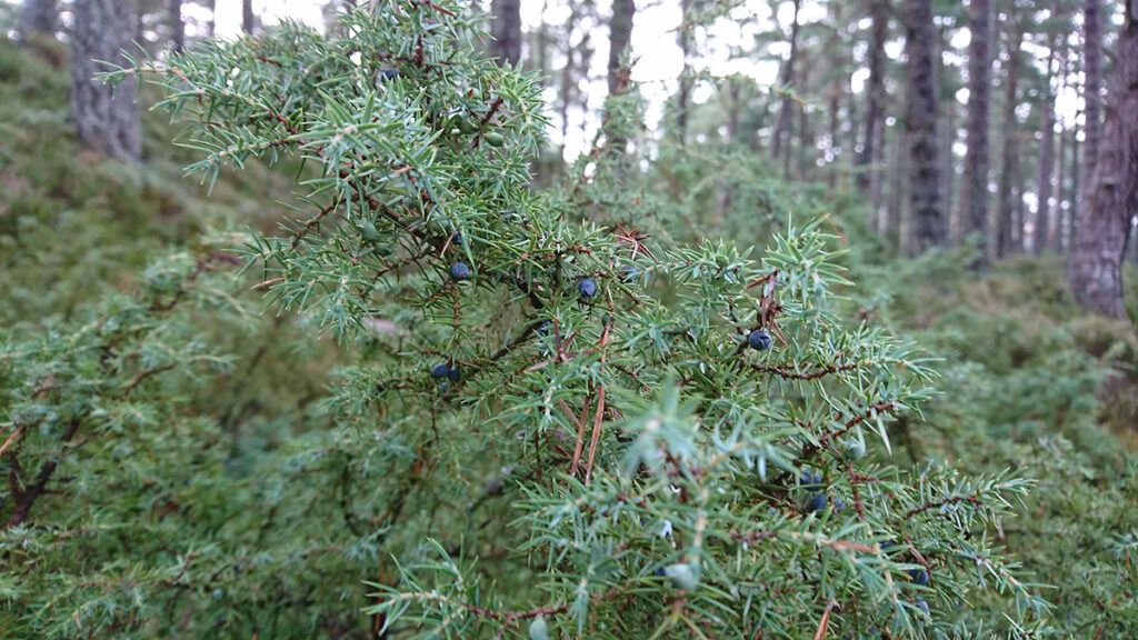 A green juniper plant in a forest with dark blue berries