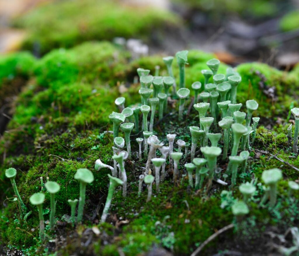 small groups of green cup like with small stems growing of a mossy bark
