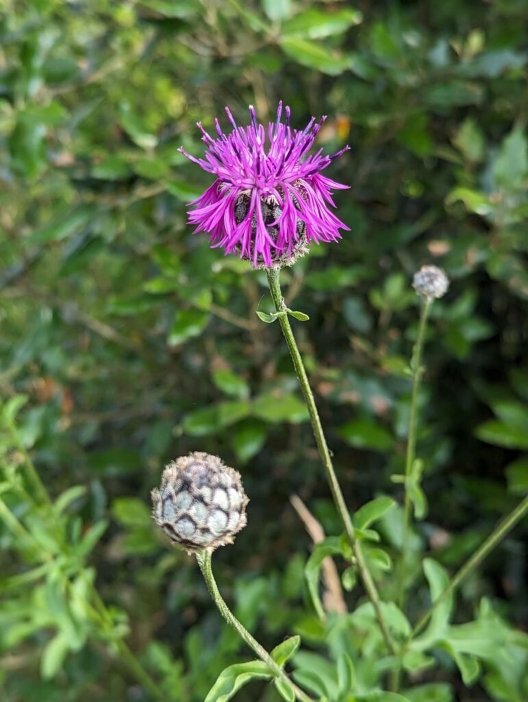 A close up of a tall purple flowering plant with a green out of focus background