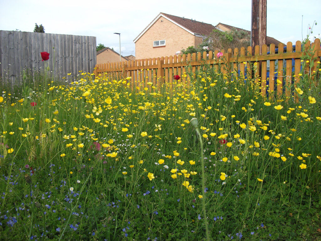 A wild garden lawn with yellow buttercups, red poppies and small blue flowers next to garden fences and neighbouring houses