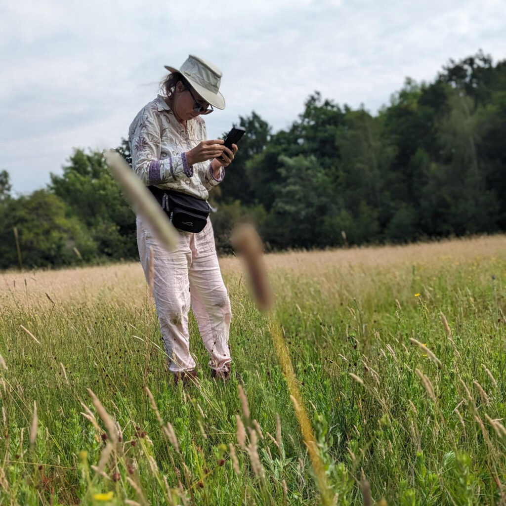 A woman wearing pale clothes, a hat and a bumbag is looking at a phone while stood in a meadow