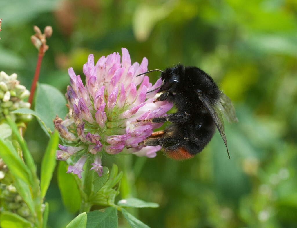 A close up of Red-trailed bumblebee on a Red Clover, the background is green and out of focus