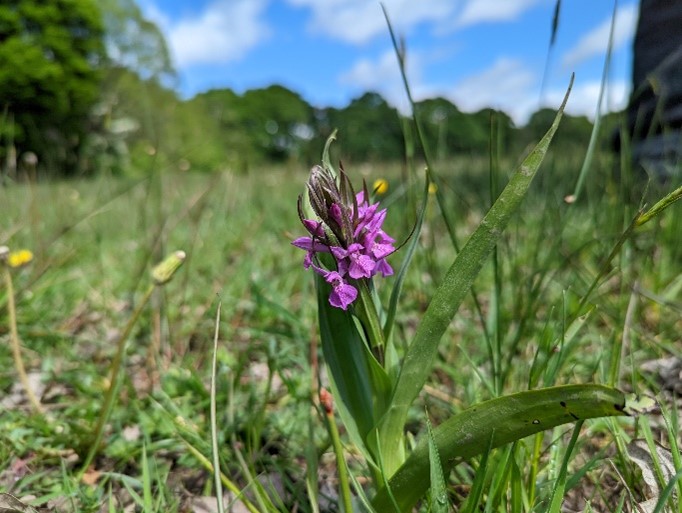 Close up image of a purple Southern Marsh-orchid on grass