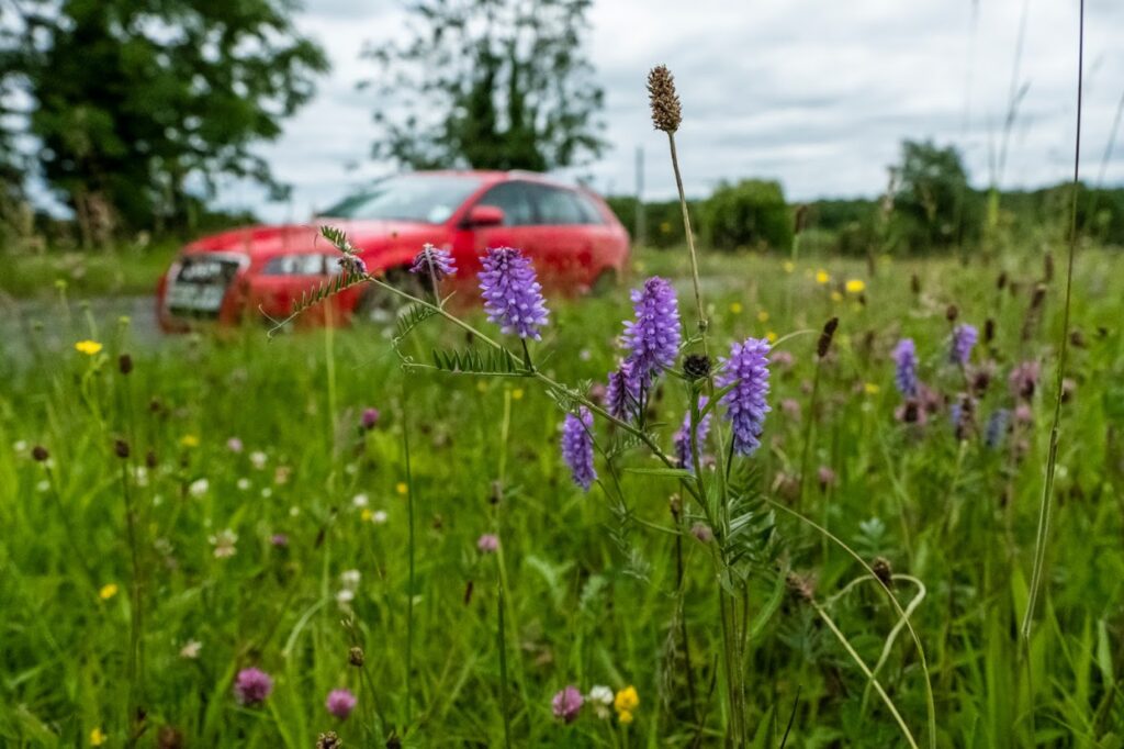 A wide shot of a red car on a road with purple Tufted Vetch amongst a wild road verge