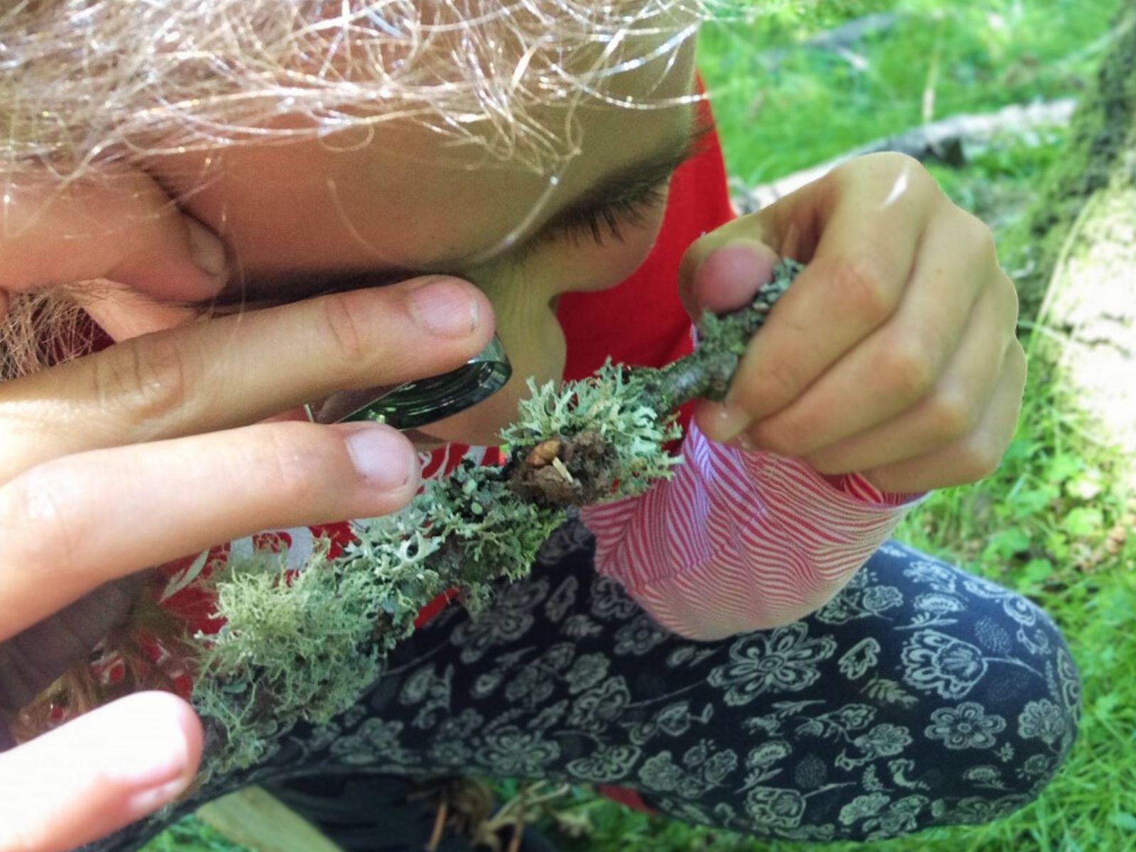 Get Closer to Nature Guide to Using a Hand Lens Plantlife