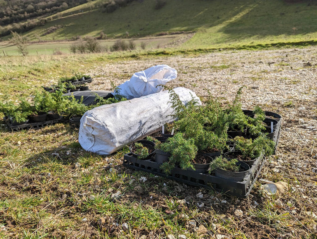 Trays of potted Juniper plants and other equipment