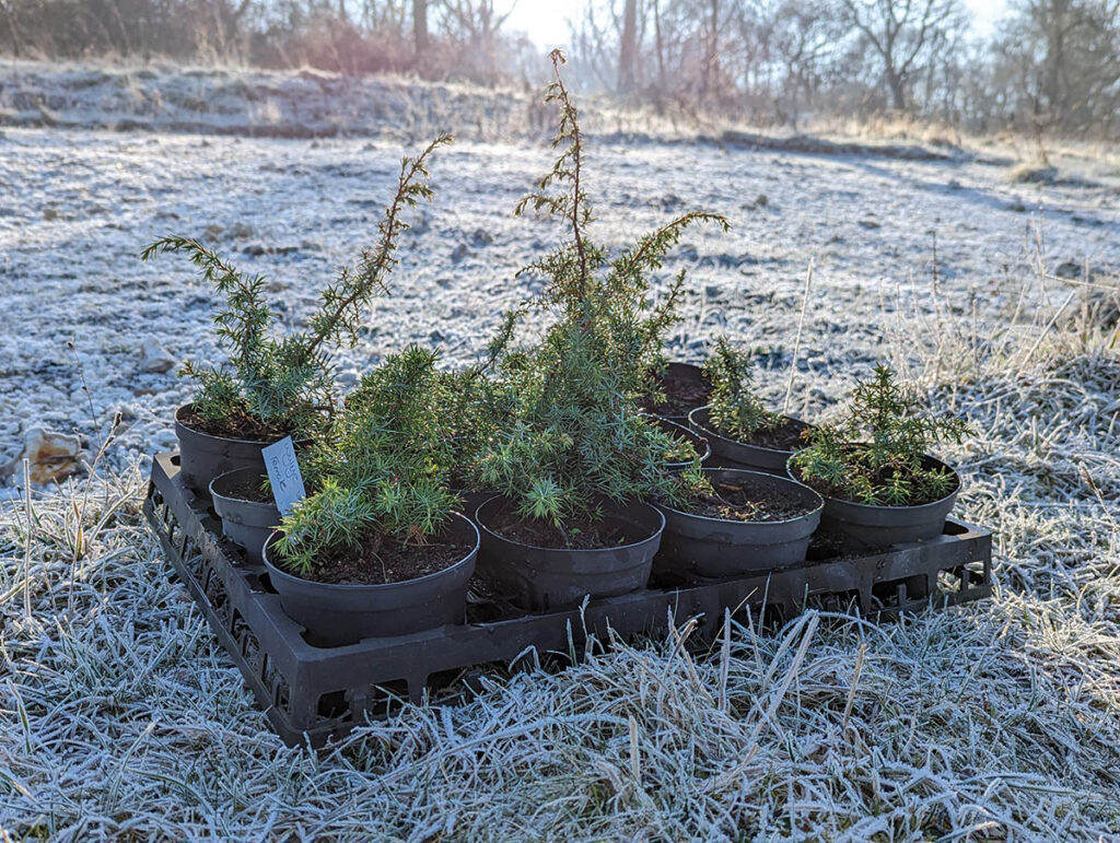 A tray of 12 young Juniper plants in pots sat on frosty grass