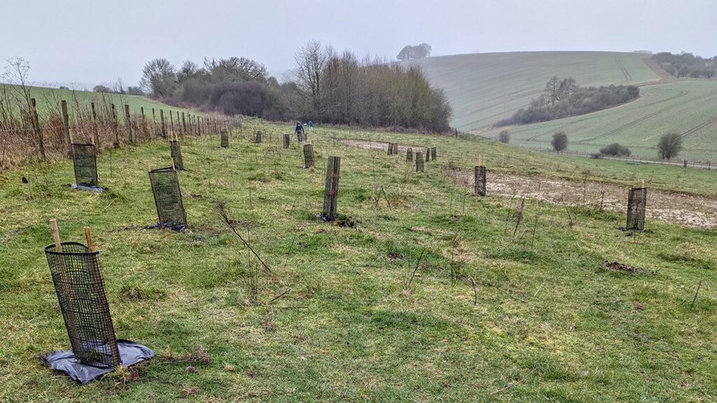 A landscape of land showing multiple rabbit guards protecting Juniper plants on the land