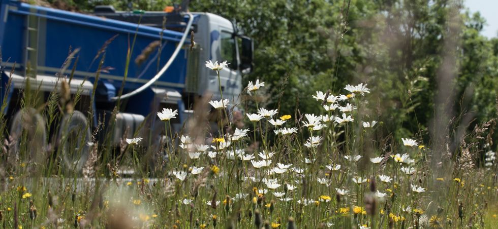 Wide show of a blue lorry on a road with tall Oxeye Daisies on the road verge