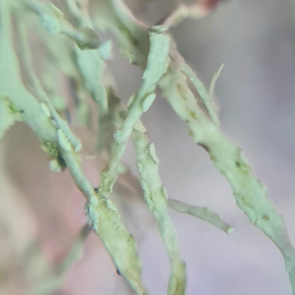Shaggy Strap Lichen