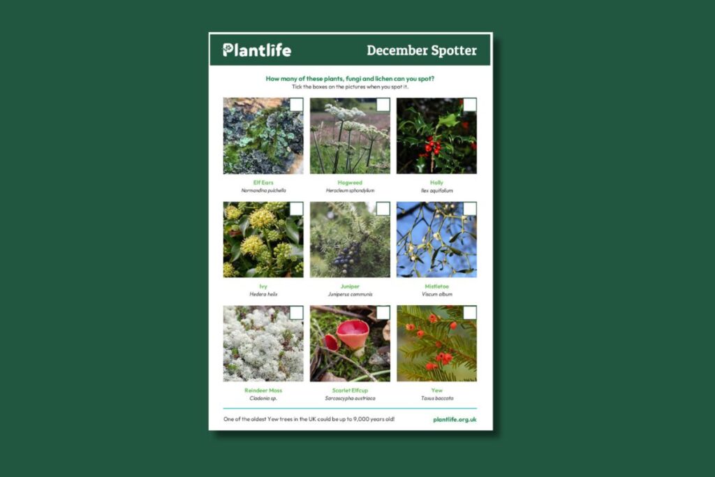 A thumbnail image to show what the December Spotter Sheet looks like.