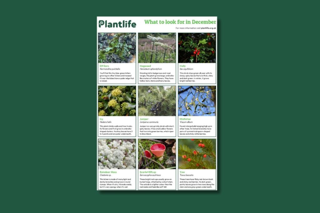 A thumbnail image to show what the December ID Guide looks like.