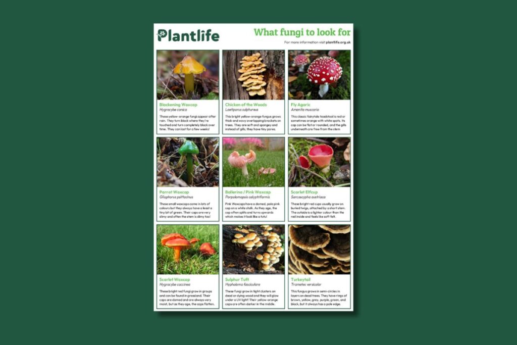 A thumbnail image to show what the Fungi ID Guide looks like.