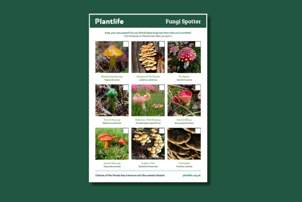 A thumbnail image to show what the Fungi Spotter Sheet looks like.