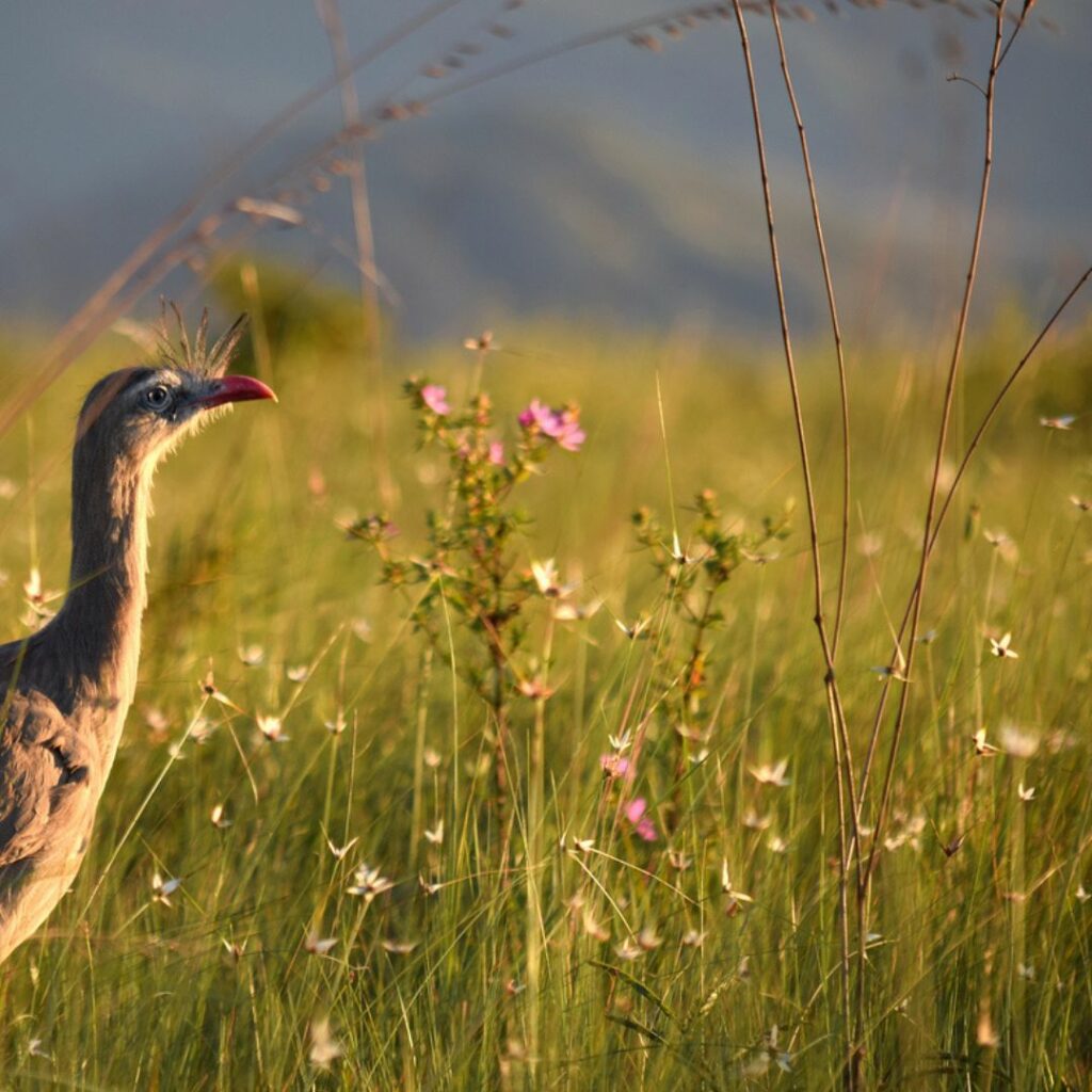 bird standing in a field of grass