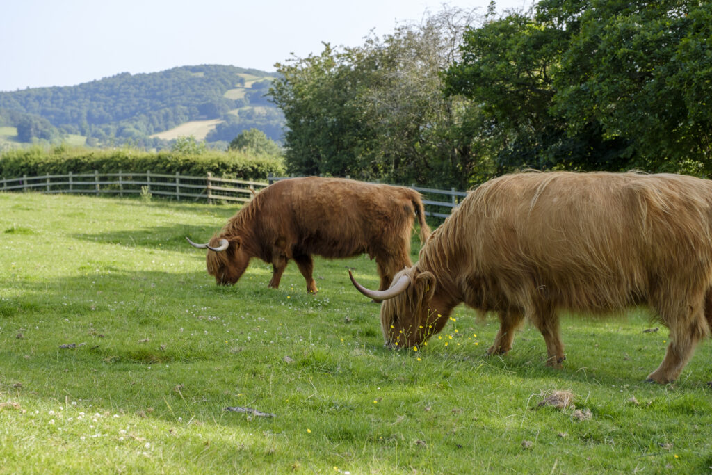 two brown cows grazing in a field