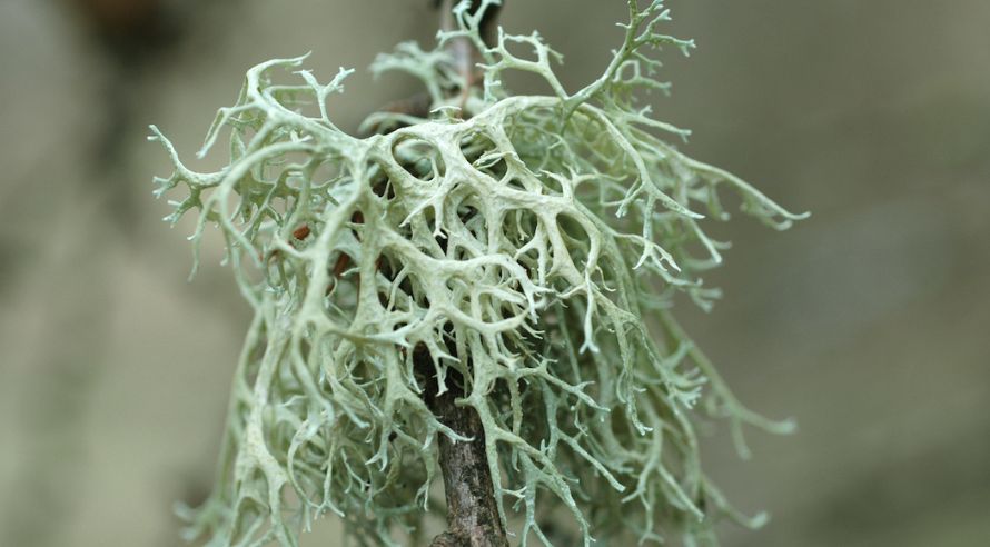 with little tiny branches almost like a a lot of green tiny deer antlers
