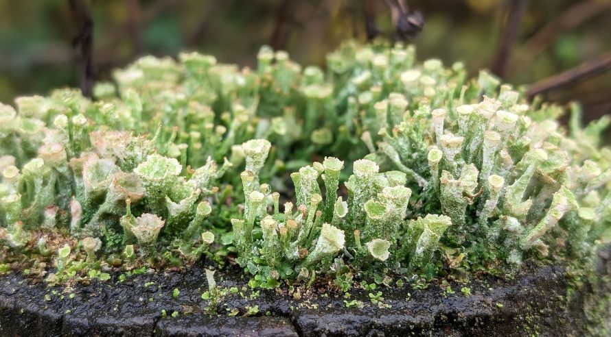 a lot of small cup like lichens dark green at the bottom and light green at the top