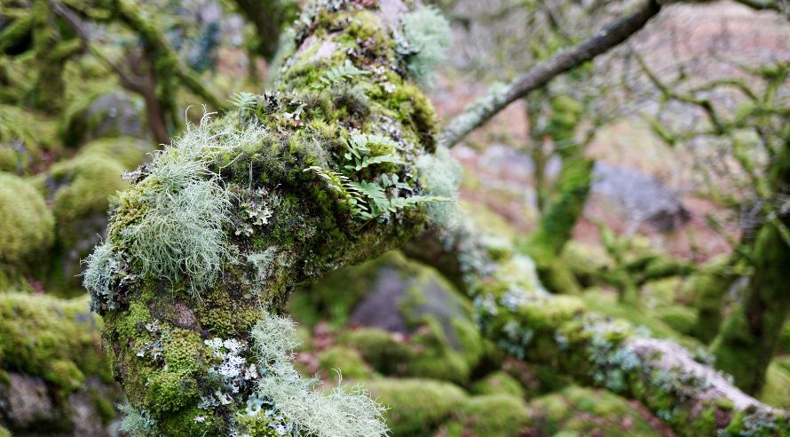 branches and tree covered with lichens