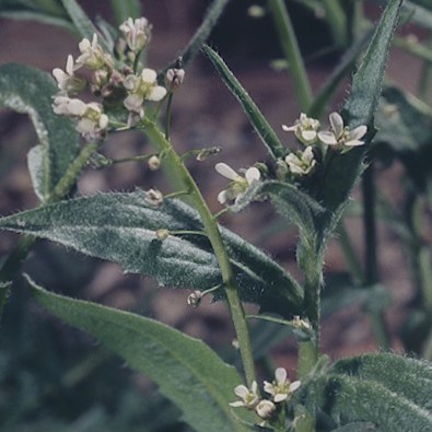 Mike's North Hants nature watch: Capsella bursa-pastoris - an example of  family Brassicaceae