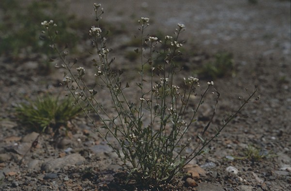 Arkansas Native Plants – White Flowers | Arkansas Native Plant Society