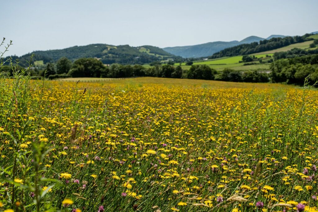 Wildflower meadow bursting with yellow dandelions and rolling hills in the background