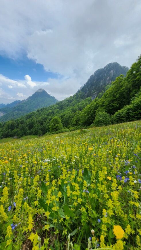 Yellow flowers in grassland