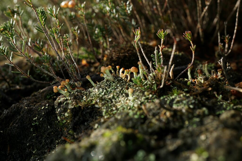 A close up of a lichen growing on the ground