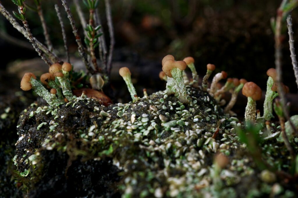 A close up of a lichen growing on the ground