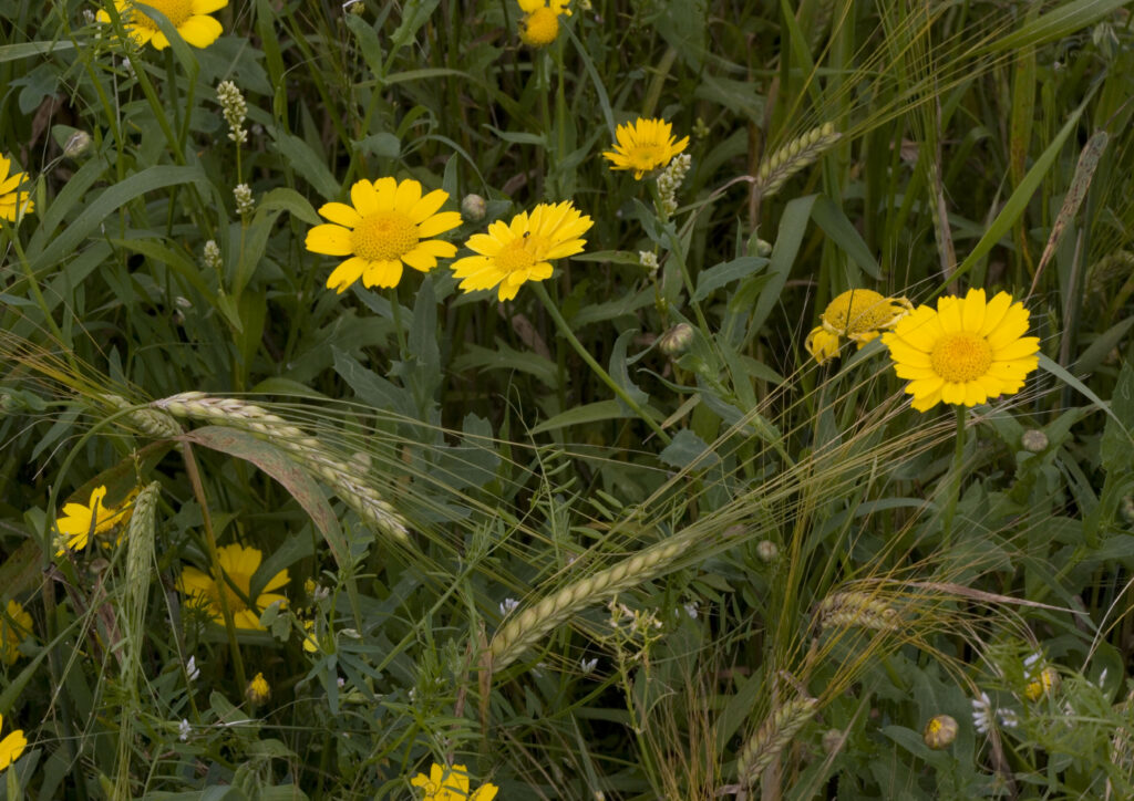 Corn marigold in cornfield