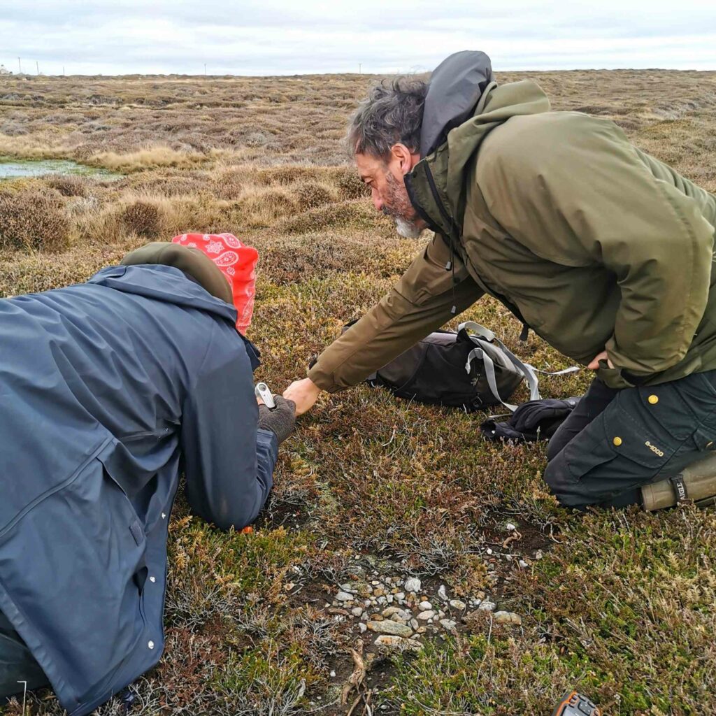 Two people kneeling in a heathland pointing at a small plant