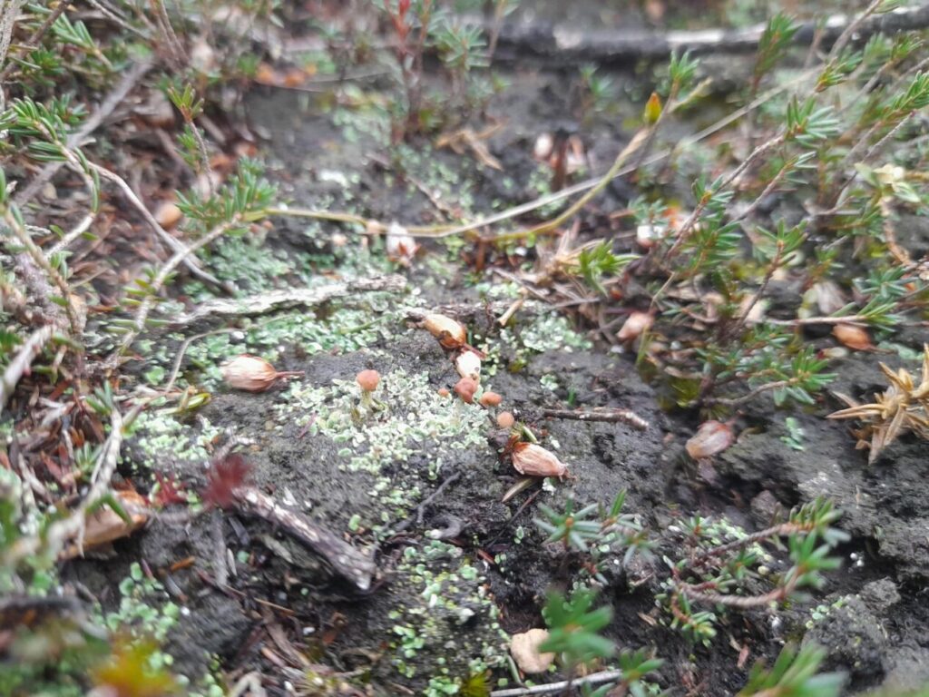 A close up of a lichen growing on the ground