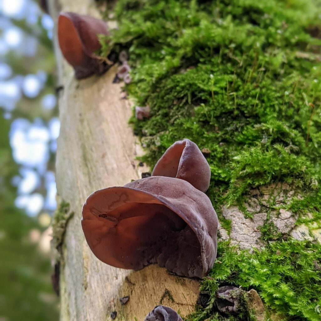 Photograph shows a few Jelly Ear Fungi on tree, that is also covered in moss. The fungi are a dark brown in colour and almost perfectly resemble the shape of a human ear.
