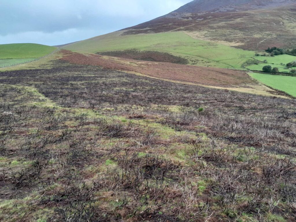 A burnt heathland area